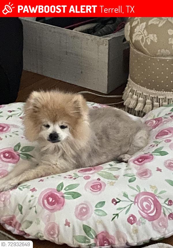 Lost Male Dog last seen Near Warren st Terrell , Terrell, TX 75160