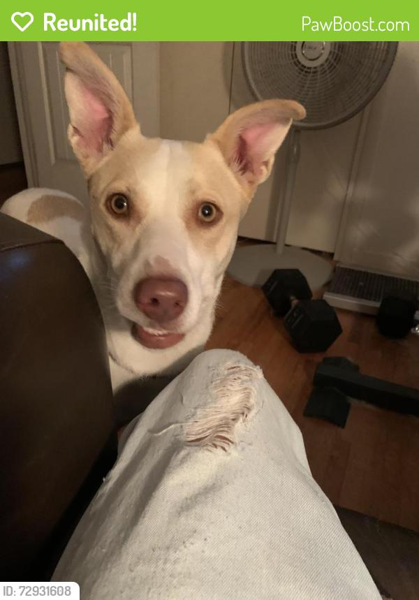 Reunited Female Dog last seen Near rd. St. & Mingo. Tulsa, Tulsa, OK 74128