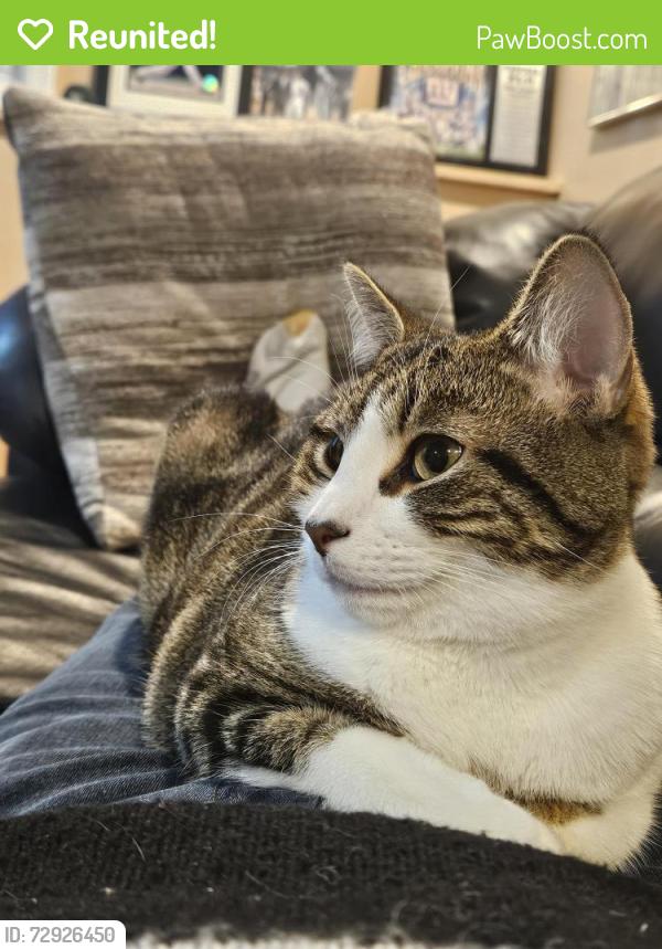 Reunited Male Cat last seen Harvey lane , East Meadow, NY 11554