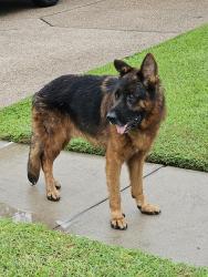 Found/Stray Unknown Dog last seen Grand Junction Dr and Sanders Dr, Corpus Christi, TX 78413