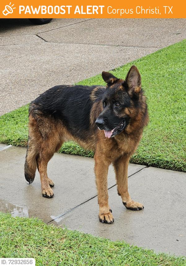 Found/Stray Unknown Dog last seen Grand Junction Dr and Sanders Dr, Corpus Christi, TX 78413