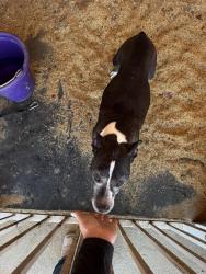 Reunited Unknown Dog last seen Racetrack/es , Henderson, NV 89015