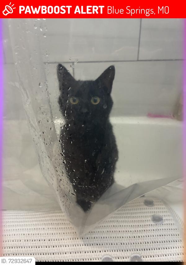 Lost Male Cat last seen 7hwy & SW Clark rd Blue Springs MO, Blue Springs, MO 64015
