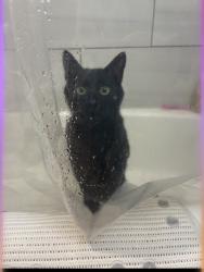 Lost Male Cat last seen 7hwy & SW Clark rd Blue Springs MO, Blue Springs, MO 64015