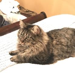 Lost Female Cat last seen Paulus and Golden, Burnaby, BC V5A 2M3