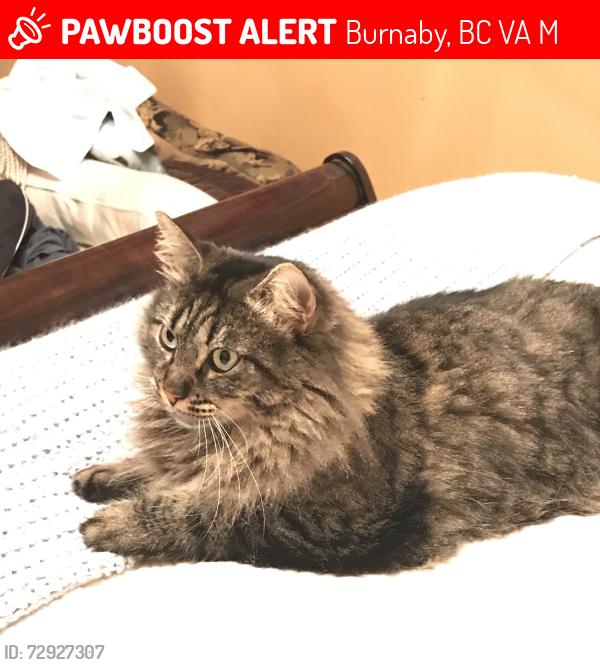 Lost Female Cat last seen Paulus and Golden, Burnaby, BC V5A 2M3