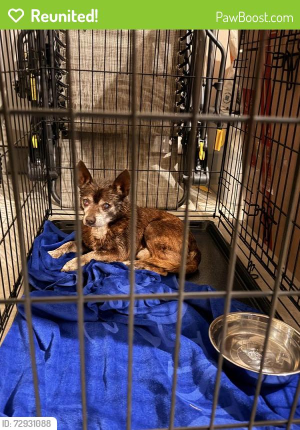 Reunited Male Dog last seen Harnett Central Rd towards 401, Harnett County, NC 27501
