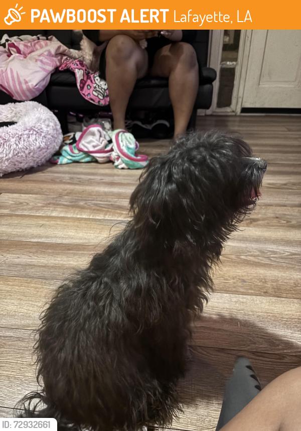 Found/Stray Female Dog last seen She has a pink collar with some white patches , Lafayette, LA 70506