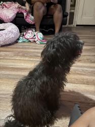 Found/Stray Female Dog last seen She has a pink collar with some white patches , Lafayette, LA 70506
