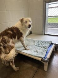 Reunited Male Dog last seen Near NW 54th St, Warr Acres, OK 73122