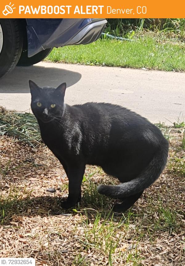 Found/Stray Unknown Cat last seen University Hills neighborhood - Clermont and Girard, Denver, CO 80222