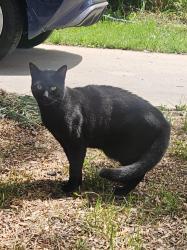 Found/Stray Unknown Cat last seen University Hills neighborhood - Clermont and Girard, Denver, CO 80222