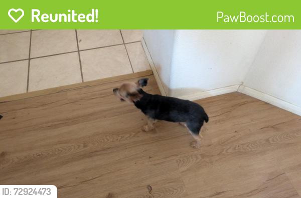 Reunited Unknown Dog last seen Casa Elena and Vista Del Norte, Albuquerque, NM 87113