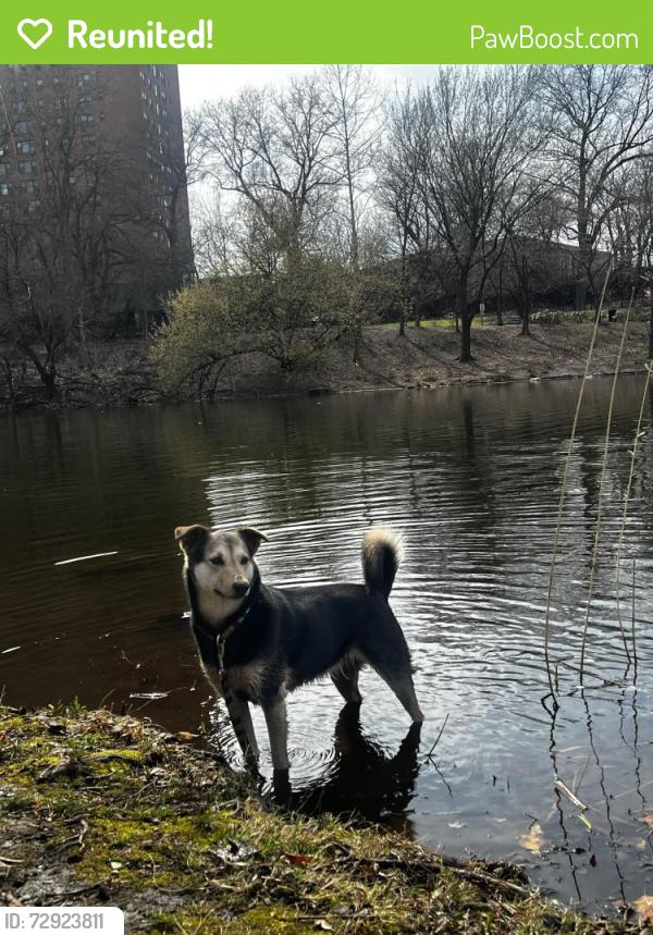 Reunited Female Dog last seen Minor & Boston, Seattle, WA 98102