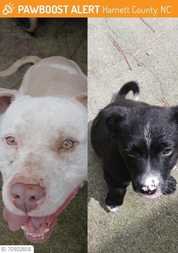 Found/Stray Unknown Dog last seen Blanchard Rd. , Harnett County, NC 27332