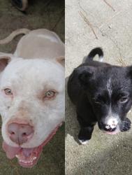 Found/Stray Unknown Dog last seen Blanchard Rd. , Harnett County, NC 27332
