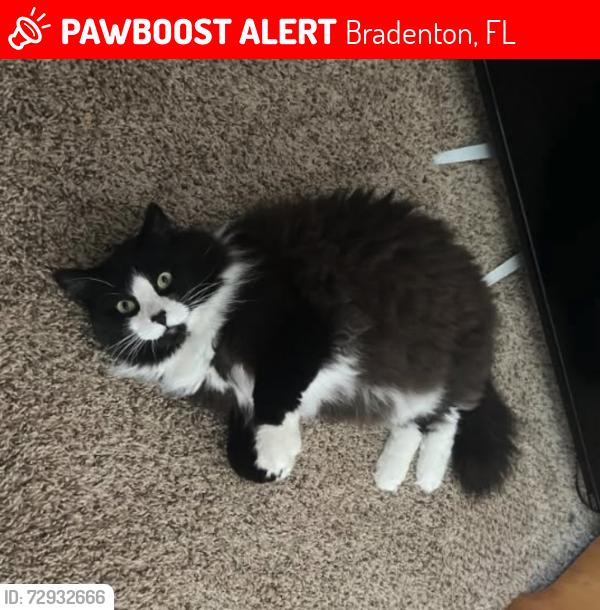 Lost Male Cat last seen Echo Lake apmts & Wood Fern Trail, Bradenton, FL 34211