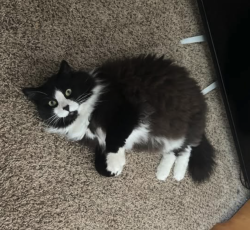 Lost Male Cat last seen Echo Lake apmts & Wood Fern Trail, Bradenton, FL 34211
