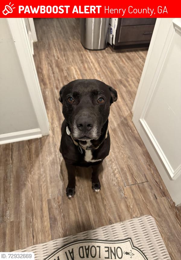 Lost Male Dog last seen Mill rd, Henry County, GA 30253