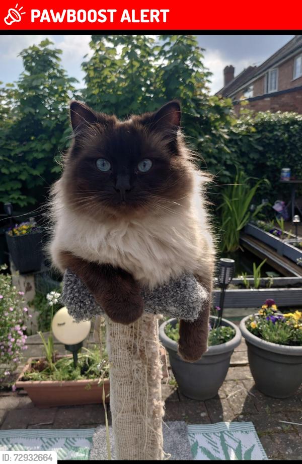 Lost Female Cat last seen Allman Road Erdington, West Midlands, England B24 9DY