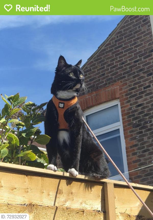 Reunited Female Cat last seen Chichester Road back gardens, Portsmouth, England PO2 0AW