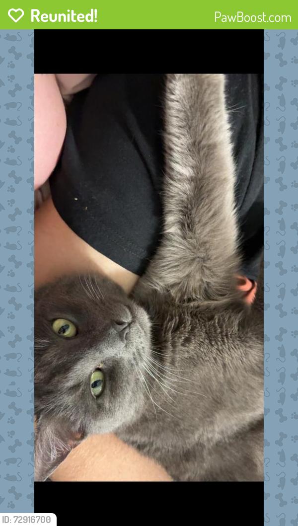Reunited Male Cat last seen Pilot Cove Ct, Lowesville, NC 28037, USA, Lowesville, NC 28037