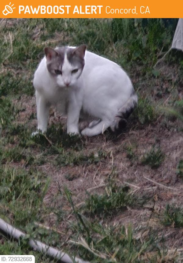 Found/Stray Unknown Cat last seen Barbis and Kimbal , Concord, CA 94518
