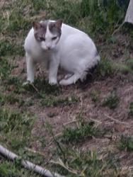 Found/Stray Unknown Cat last seen Barbis and Kimbal , Concord, CA 94518