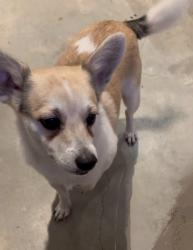 Reunited Male Dog last seen Near Wichman St. , Houston, TX 77007