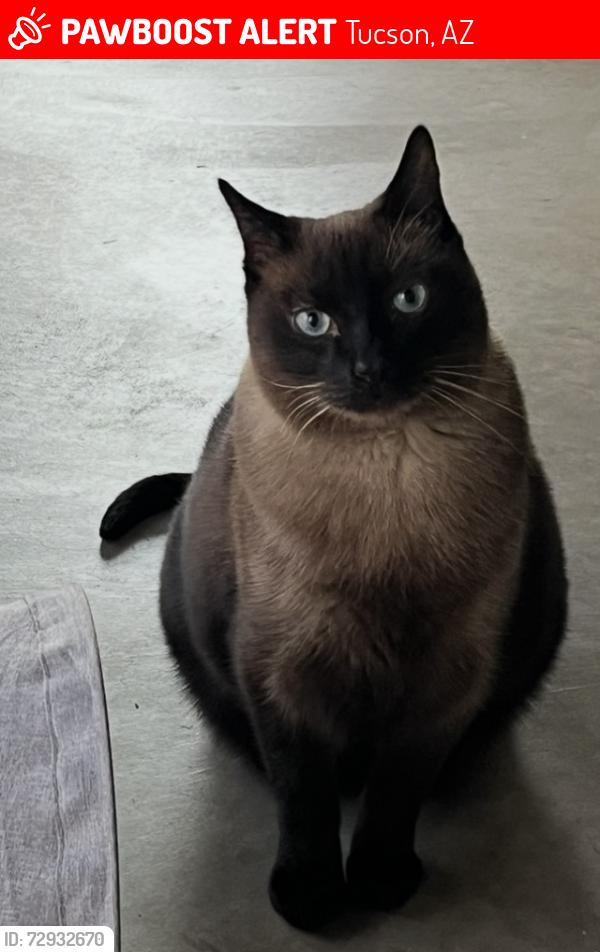 Lost Male Cat last seen River’s Edge Lambert and PuschView Lane, Tucson, AZ 85737