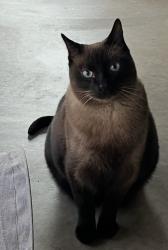 Lost Male Cat last seen River’s Edge Lambert and PuschView Lane, Tucson, AZ 85737