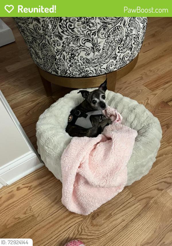 Reunited Female Dog last seen York and Colfax, Elmhurst, IL 60126