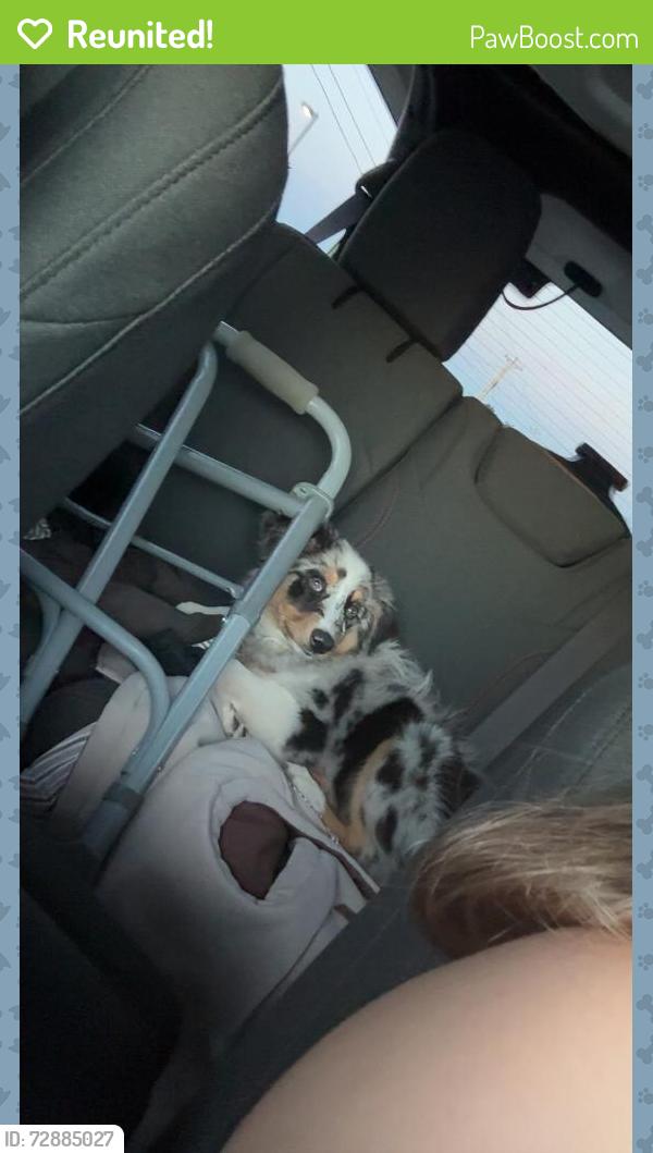 Reunited Male Cat last seen Near SW 136th Pl, Oklahoma City, OK 73170, USA, Oklahoma City, OK 73170