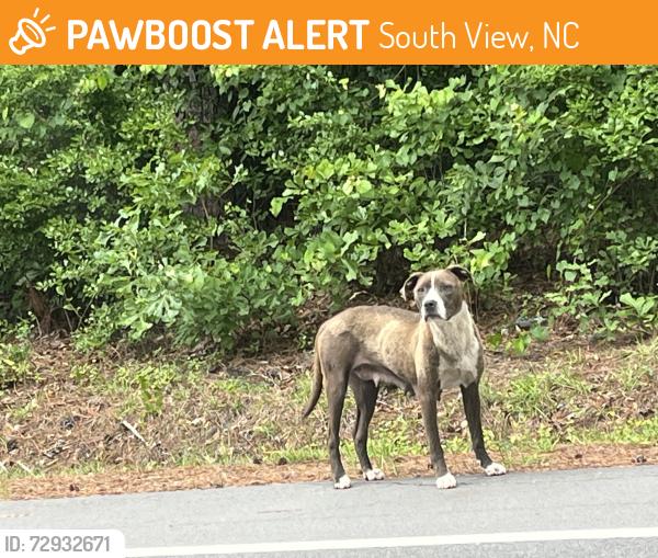 Found/Stray Female Dog last seen Brisson st in Parkton , South View, NC 28371