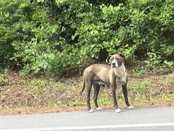 Found/Stray Female Dog last seen Brisson st in Parkton , South View, NC 28371