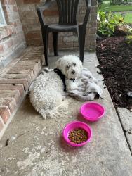 Found/Stray Male Dog last seen West Bellfort and Beltway 8, Houston, TX 77031