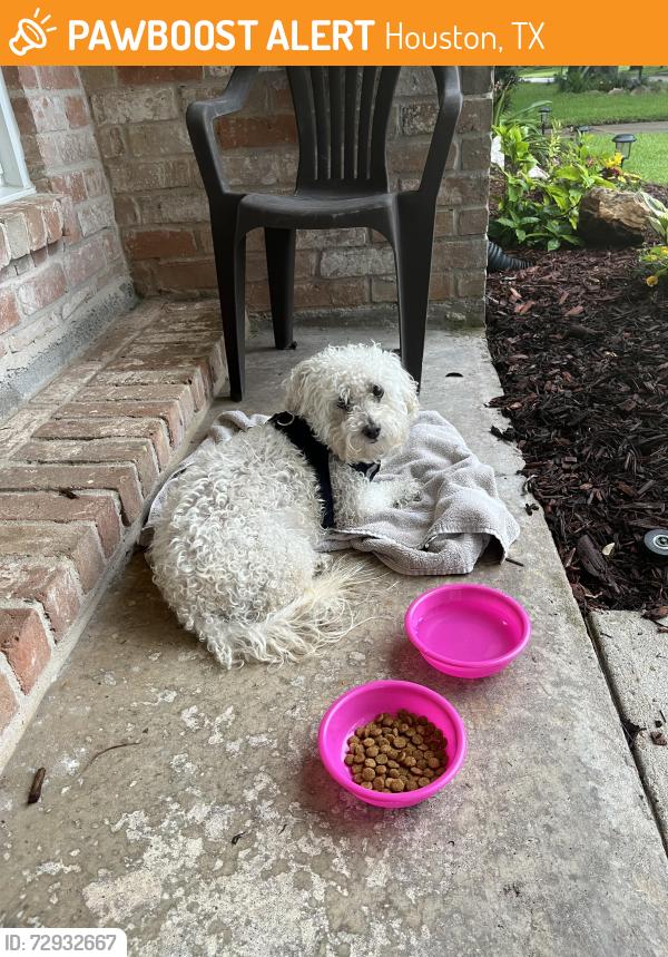 Found/Stray Male Dog last seen West Bellfort and Beltway 8, Houston, TX 77031