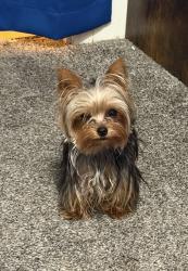 Lost Female Dog last seen 11th ave and Hume , Hanford, CA 93230