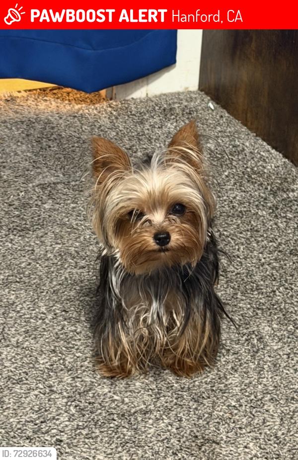 Lost Female Dog last seen 11th ave and Hume , Hanford, CA 93230