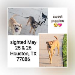 Found/Stray Unknown Dog last seen Willowood Ln Willowood Houston, TX 77086, Houston, TX 77086