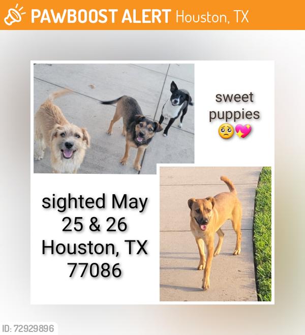 Found/Stray Unknown Dog last seen Willowood Ln Willowood Houston, TX 77086, Houston, TX 77086