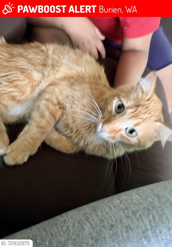 Lost Male Cat last seen Hilltop elementary school, Burien, WA 98168