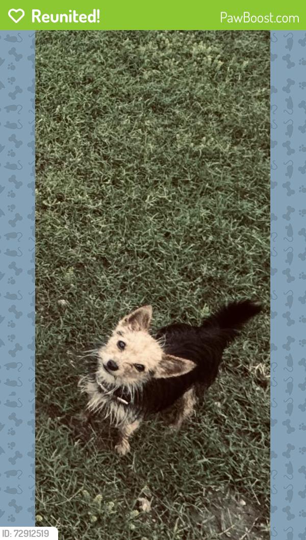 Reunited Female Dog last seen Near Half Hitch Trl, Georgetown, TX 78633, USA, Georgetown, TX 78633