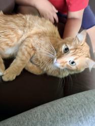 Lost Male Cat last seen Hilltop elementary school, Burien, WA 98168