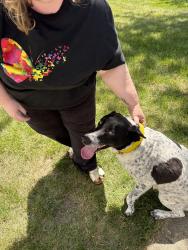 Reunited Male Dog last seen Sun Valley/ River Bend , Plainfield, IL 60586