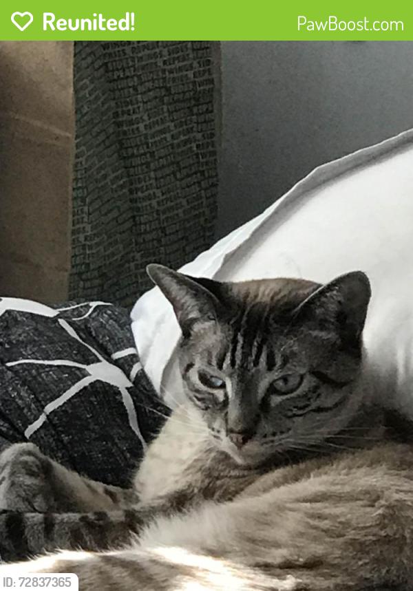 Reunited Male Cat last seen 17th St and 7th Ave, Tampa, FL 33605