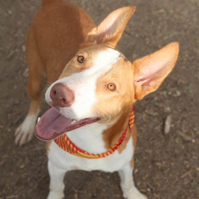 Shelter Stray Male Dog last seen Near BLOCK SHELLEY, San Antonio, TX 78227