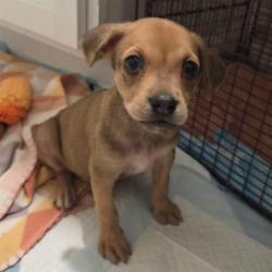 Shelter Stray Male Dog last seen S HAMILTON, San Antonio, TX 78227