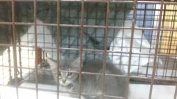 Shelter Stray Unknown Cat last seen Near BLOCK W 72 PL, Doral, FL 33122