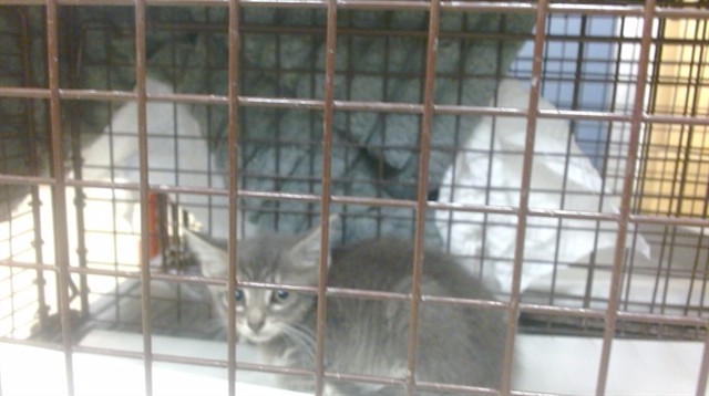 Shelter Stray Unknown Cat last seen Near BLOCK W 72 PL, Doral, FL 33122